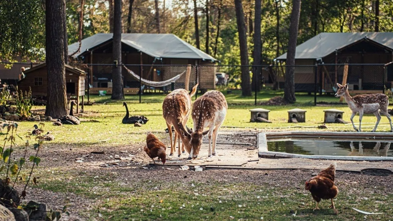 Timber-Lodge - Parkfaciliteiten