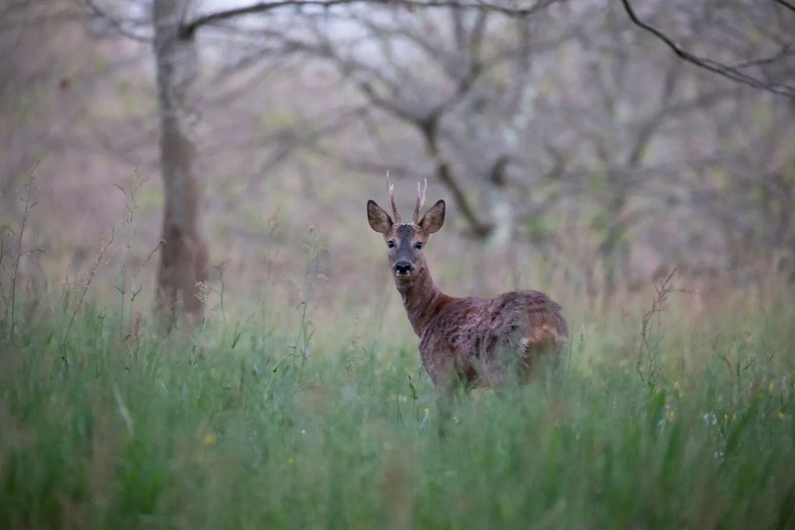 Le petit Nichoir-Gebieden zomer 1km