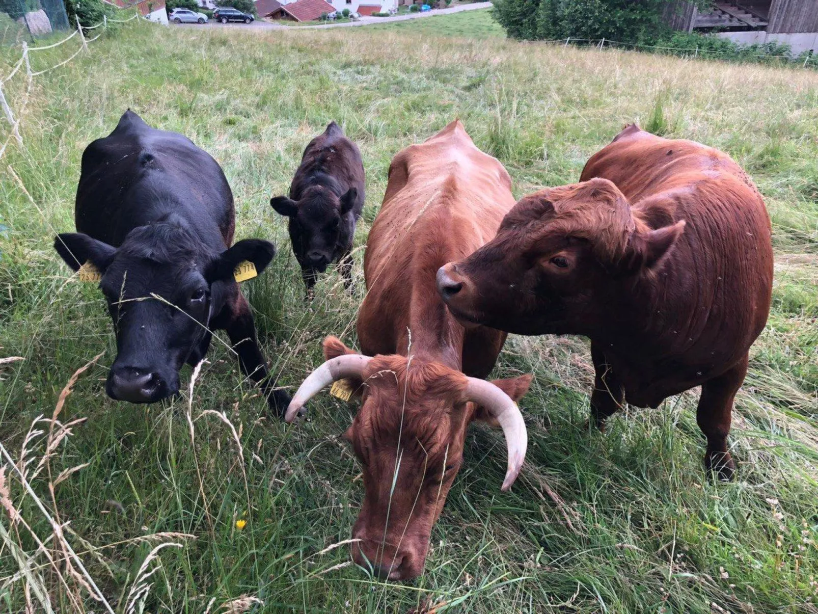 Gesamte Wohnung in Böbrach mit Garten und Grill - Image-tags.info