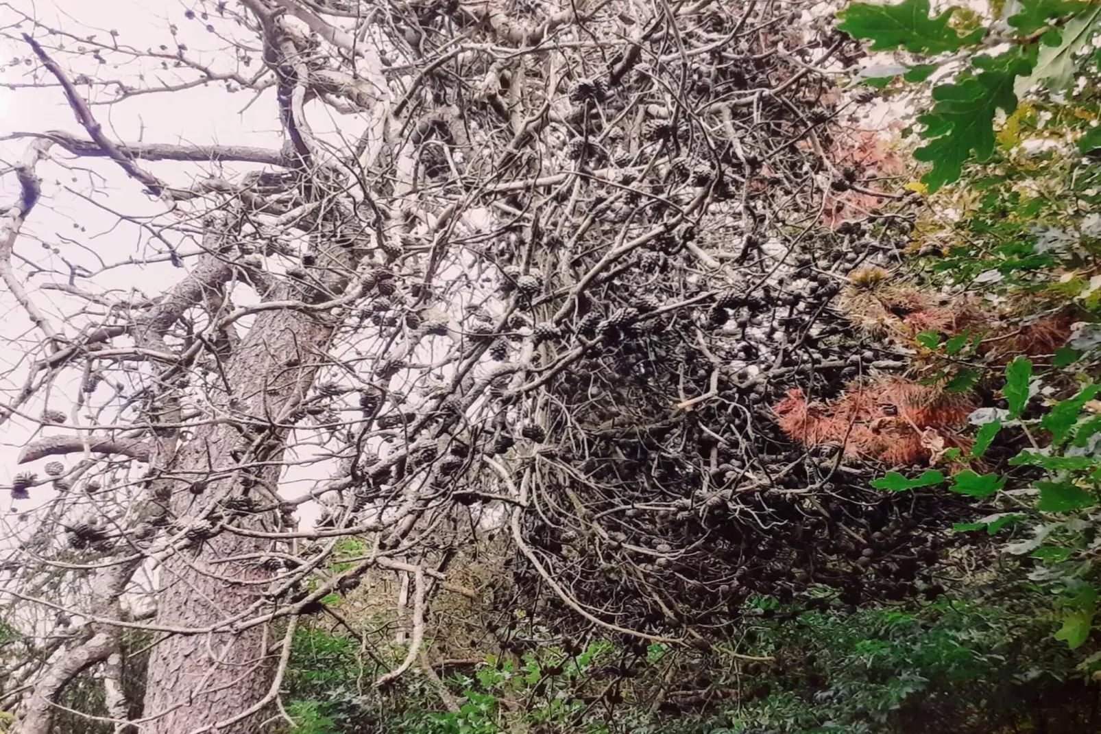 8 persoons vakantie huis in Skjern-By Traum - Niet-getagd