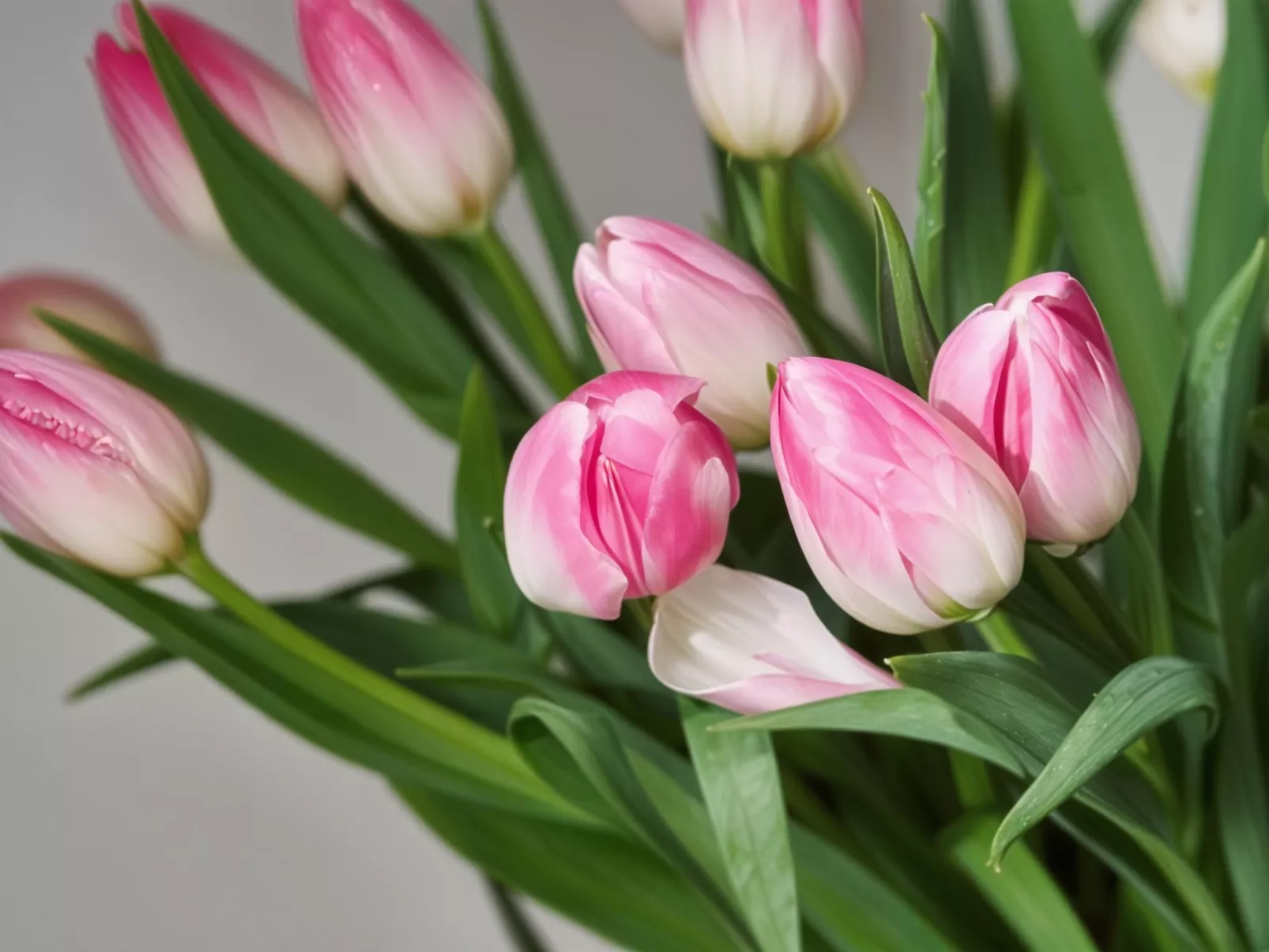 Studio "Fancy Brick 1" - Image-tags.info