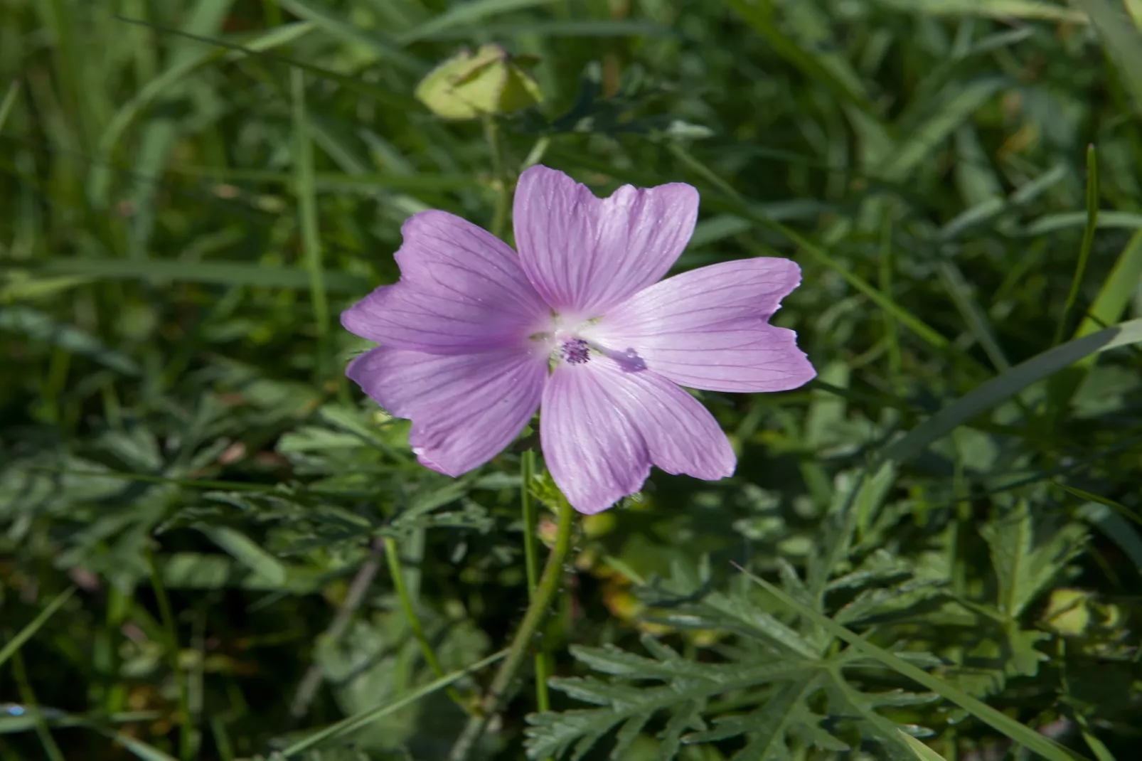Studio 2P - Basic - Gebieden zomer 5km