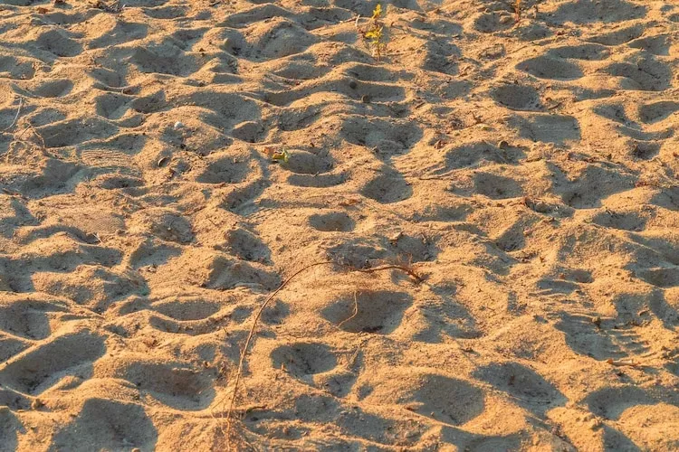 Sommerhus-nordlys 80 qm-Gebieden zomer 1km