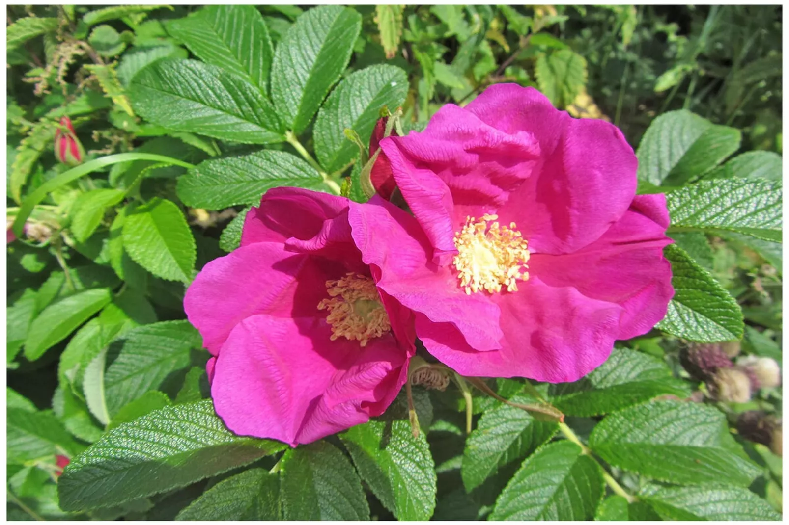 289188-Gebieden zomer 5km