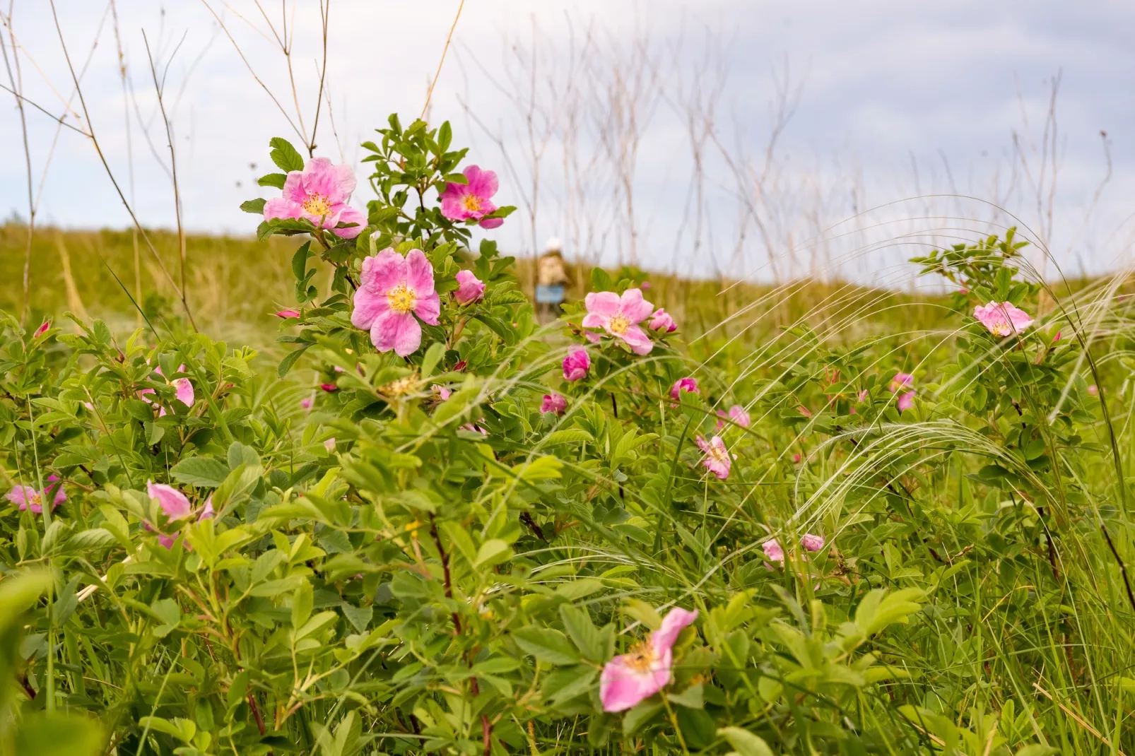 Studio 2P - Basic - Gebieden zomer 5km