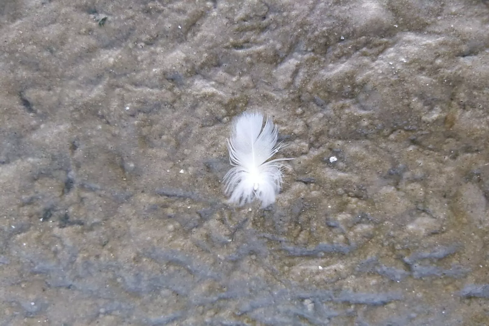 490310 - Gebieden zomer 5km