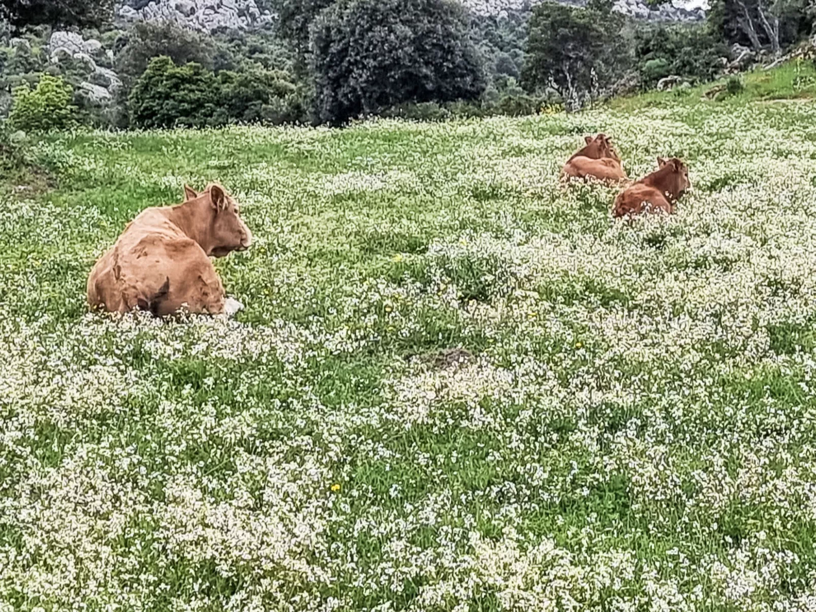 Stazzu Sarra di Monti-Binnen