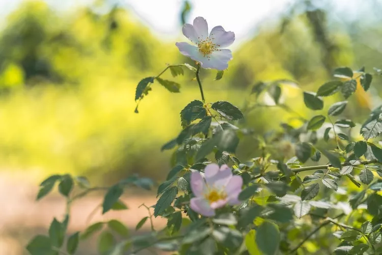 Sommerhus-nordlys 80 qm-Gebieden zomer 1km