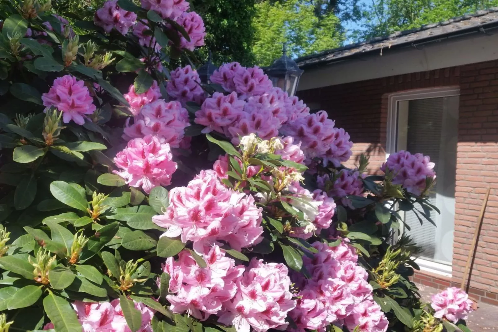 165295 - Tuinen zomer