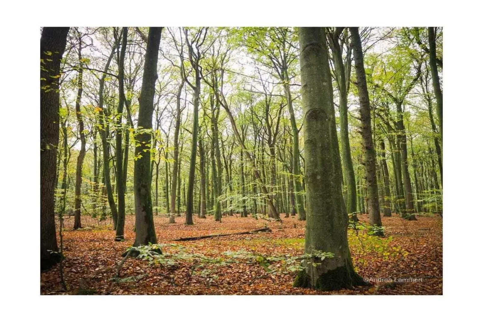 431346-Gebieden zomer 5km