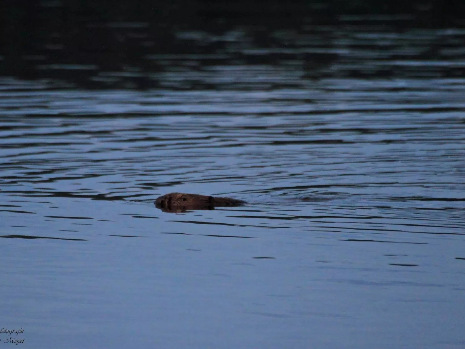 Elbufer 4C - Image-tags.info