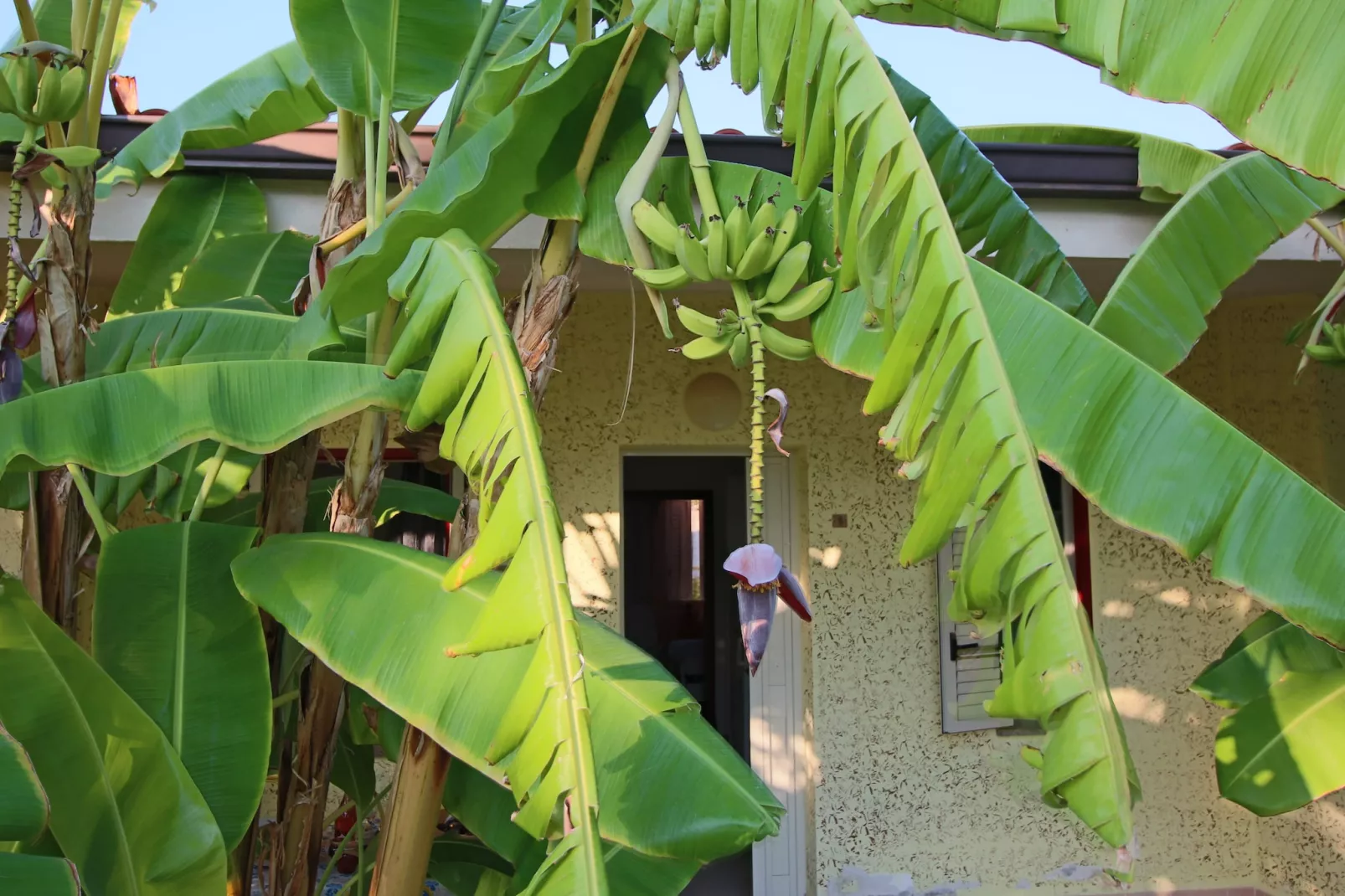 Cipolla Rossa-Terrasbalkon