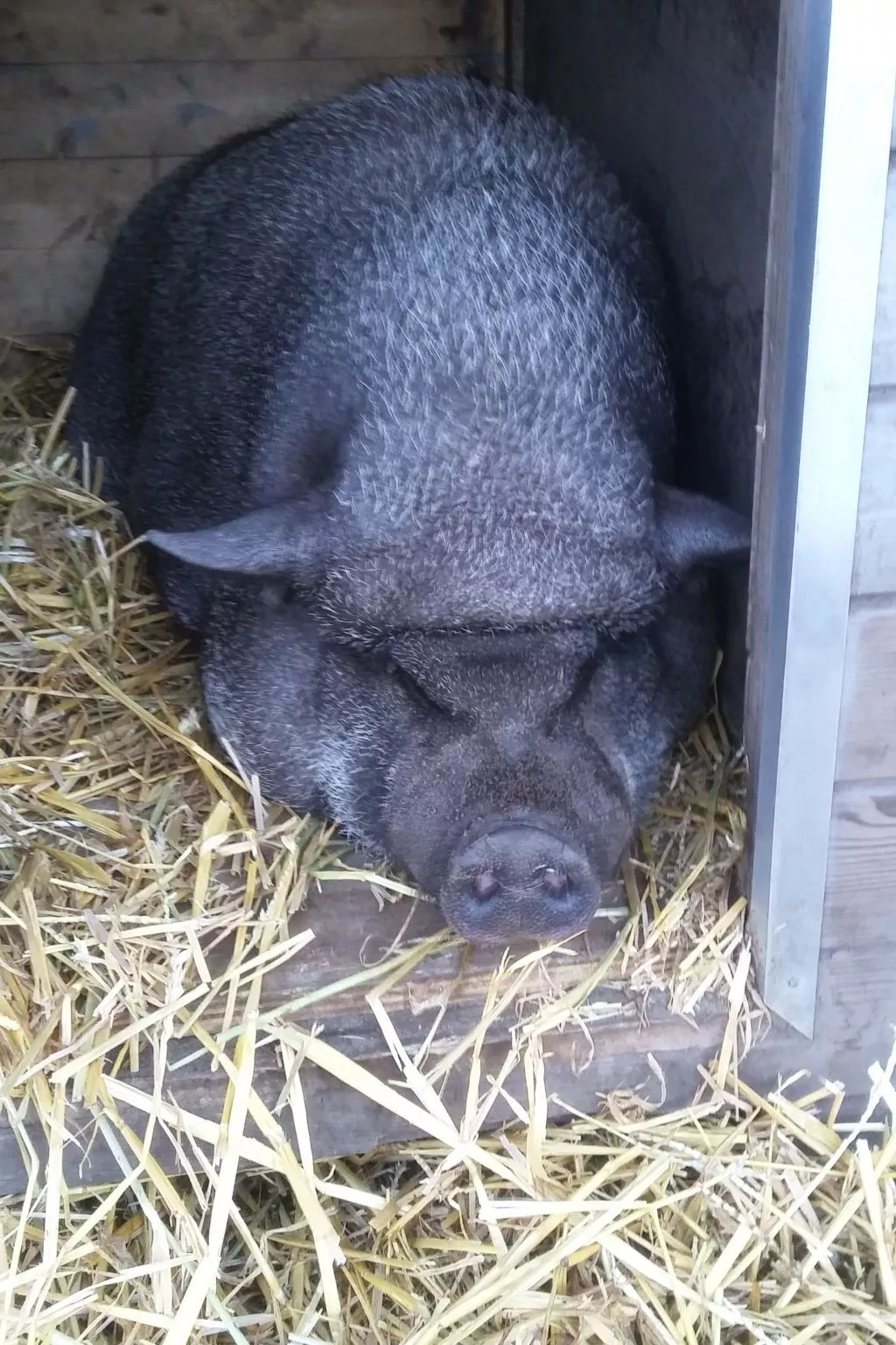 Hondsroos für 4 Personen - Image-tags.info