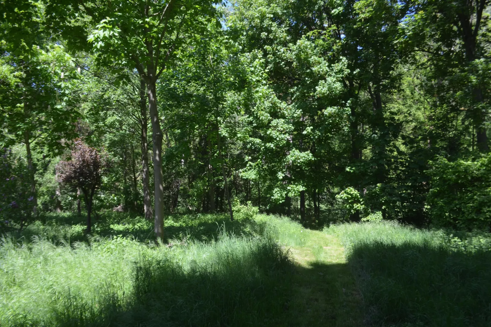 Gästehaus Kühne Fewo 1 OG - Tuinen zomer