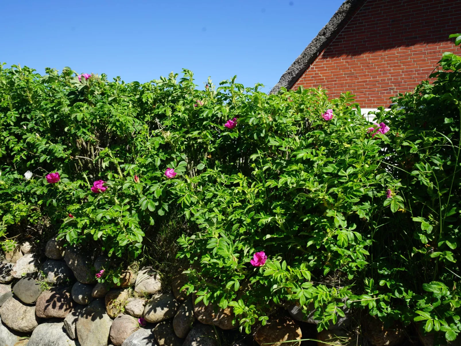 Dikstig - D8R - in Kampen auf Sylt-Buiten