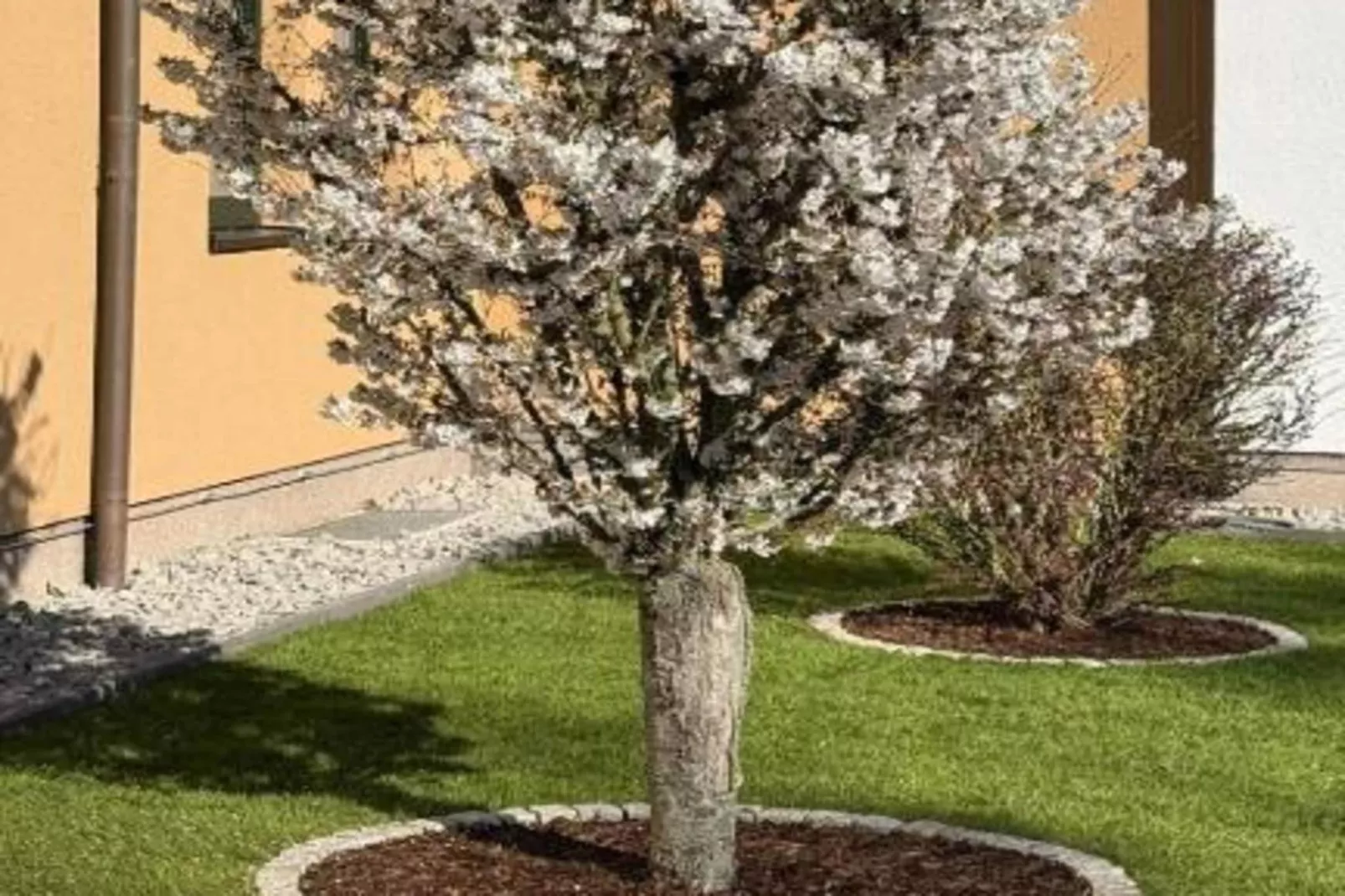 Standard Twin-Tuinen zomer