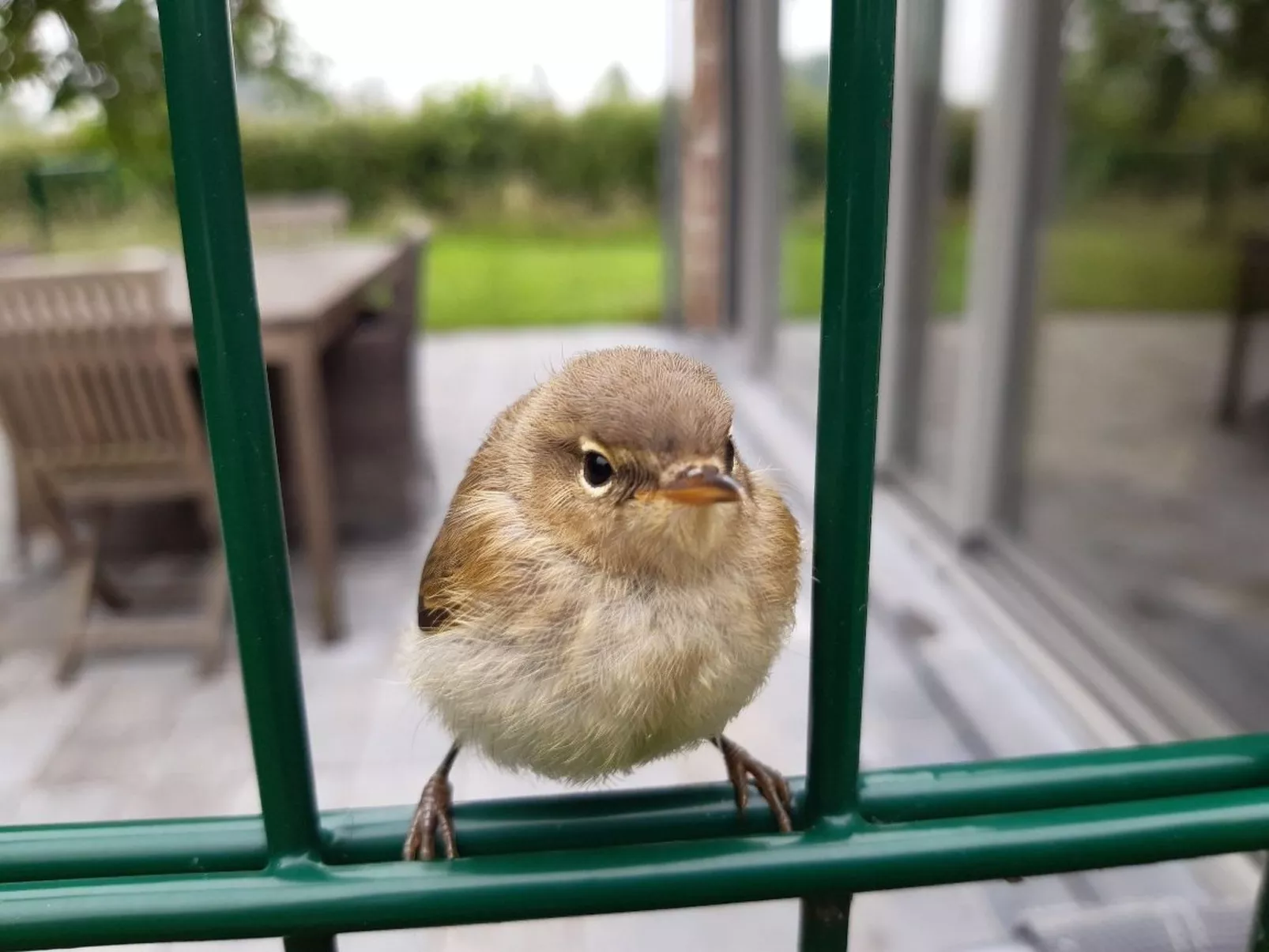 Hondsroos für 4 Personen - Image-tags.info