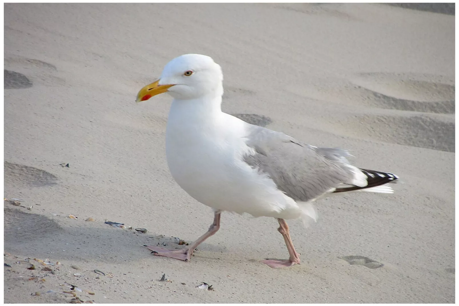 289188-Gebieden zomer 5km