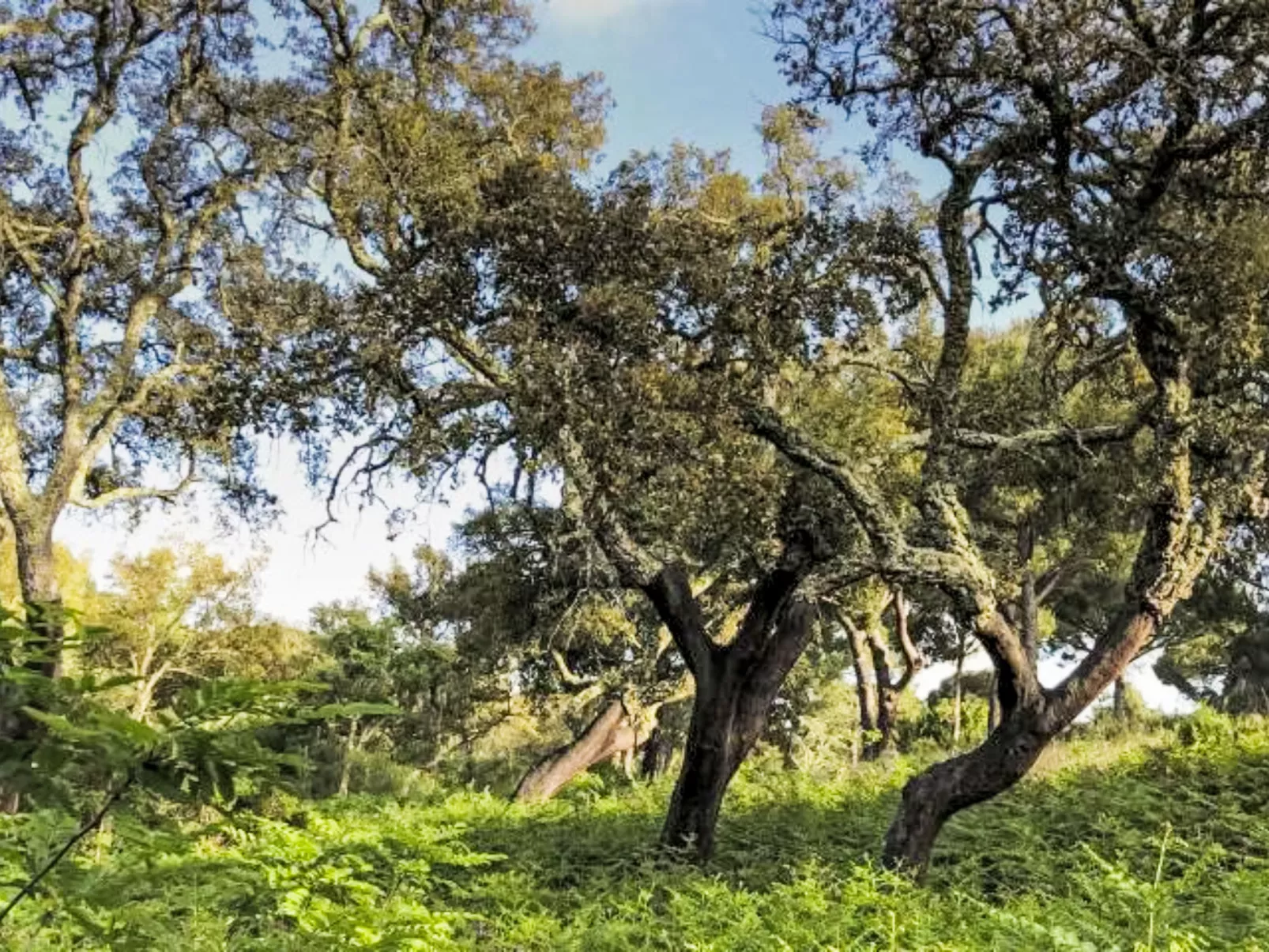 Villa Cegonha-Buiten