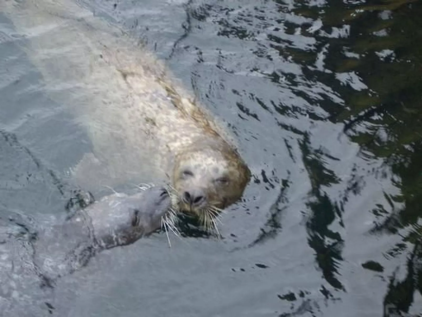 Haus Seehund - Image-tags.info