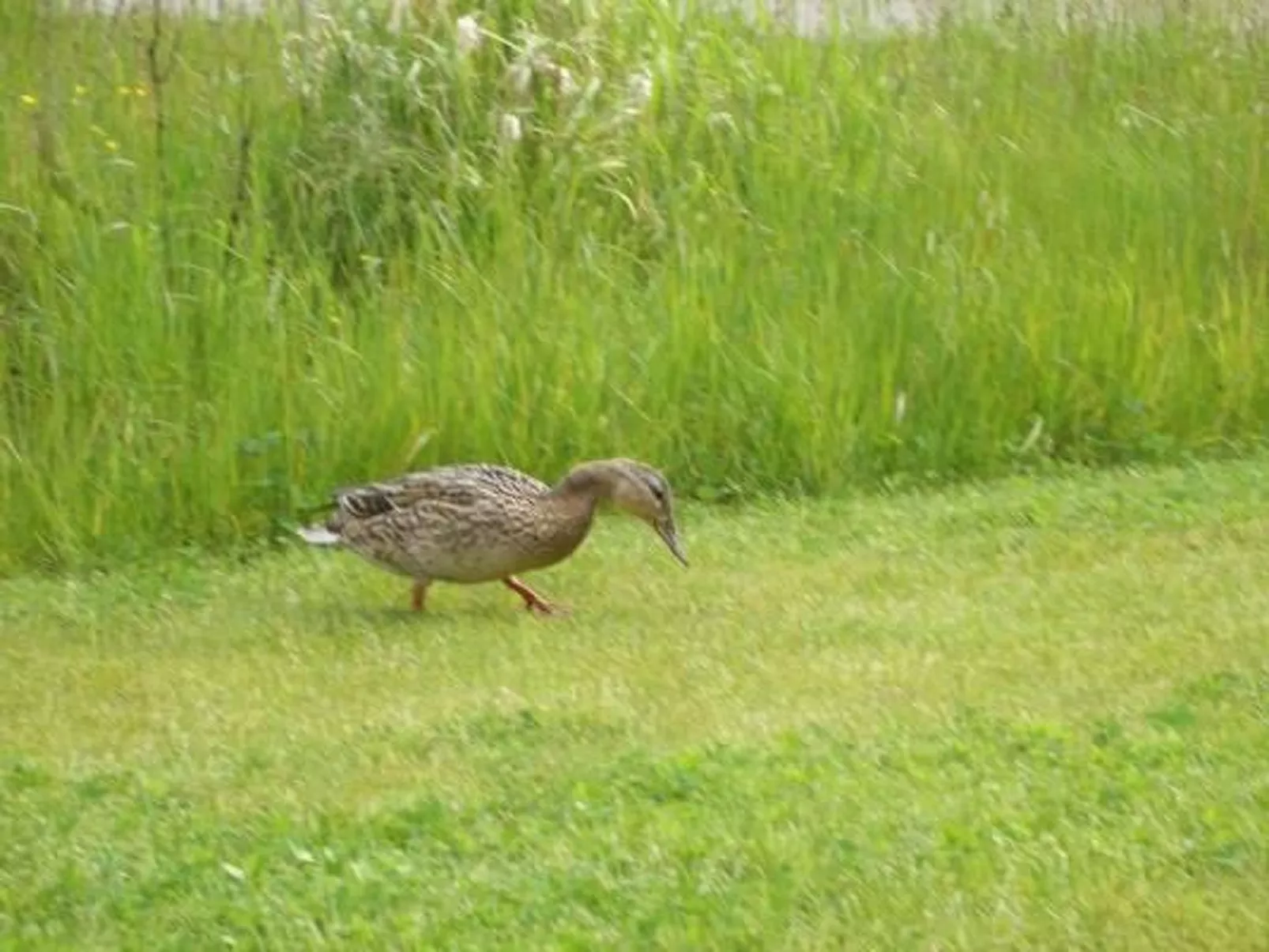 Haus Seehund - Image-tags.info