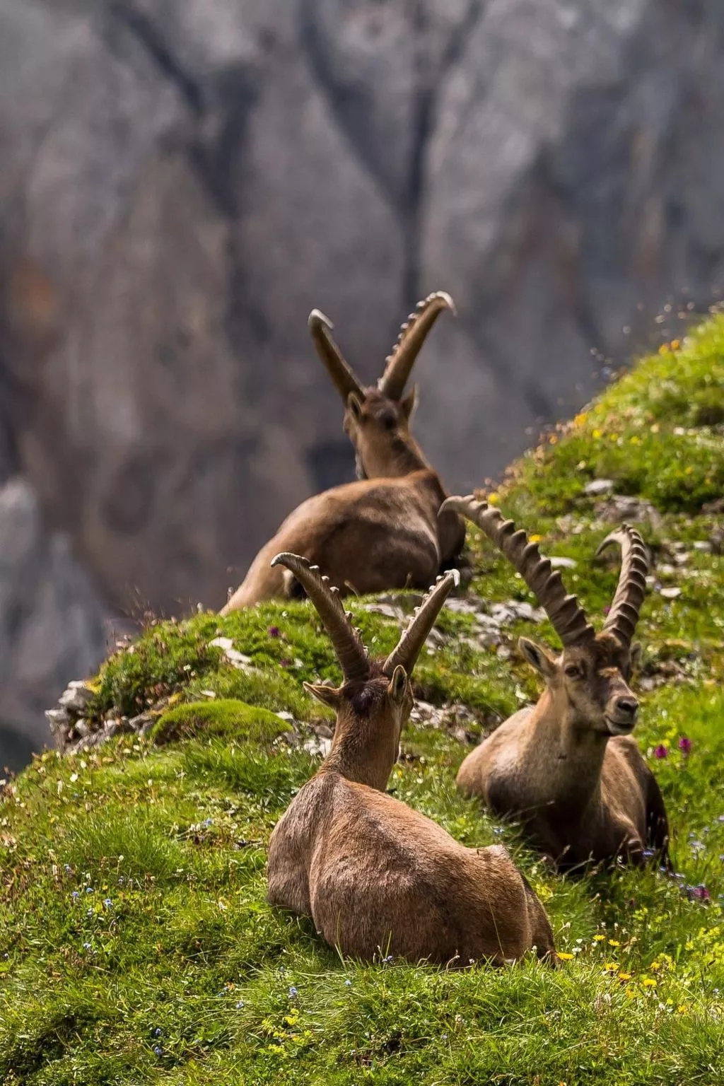 As Träumli - Image-tags.info