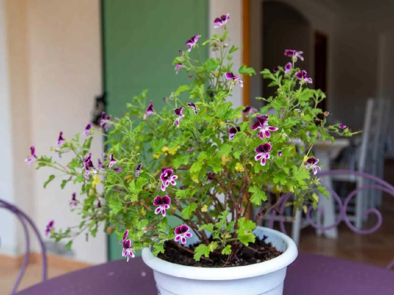 Appartement in Le Bar-Sur-Loup mit Eigenem Garten - Image-tags.info