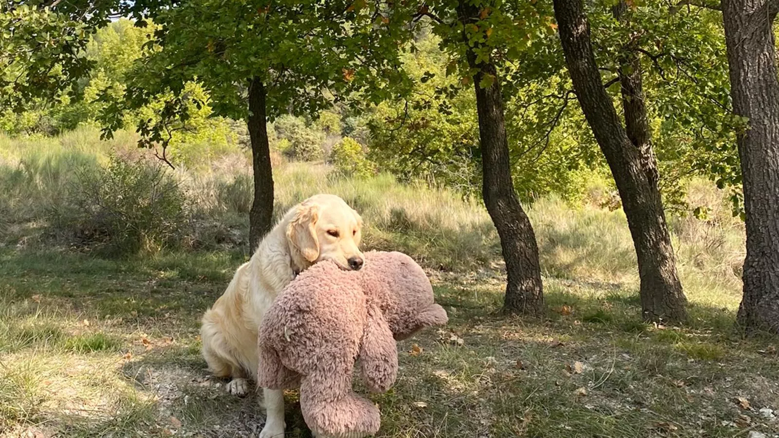 Lavande - Tuinen zomer