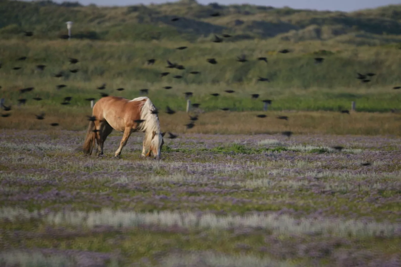 69602-Gebieden zomer 5km