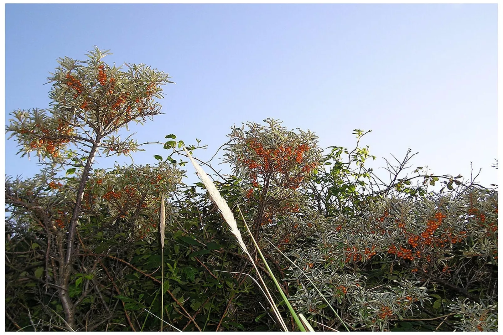 300329-Gebieden zomer 5km