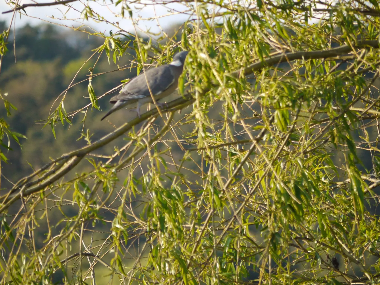 Elbufer 4C - Image-tags.info