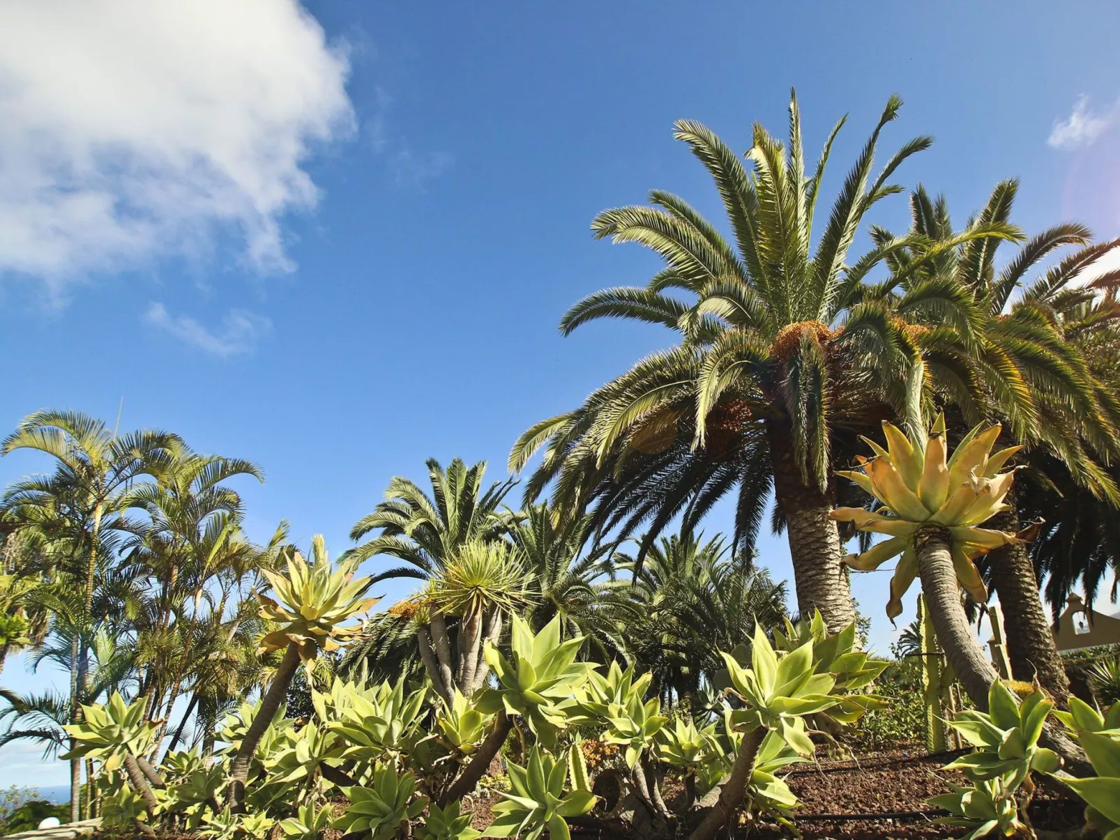 Finca Tocama - Buiten