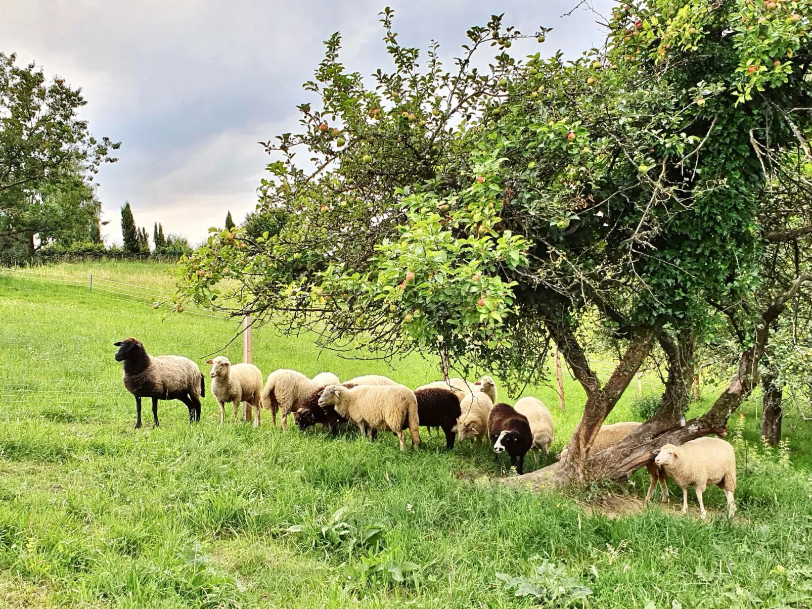 Appartement Apollo in der Wohlfühloase am Trausdorfberg mit Sauna Whirlpoolnutz-Image-tags.info