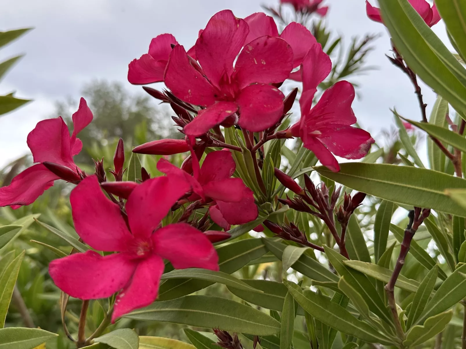 Les Pins Bleus-Binnen