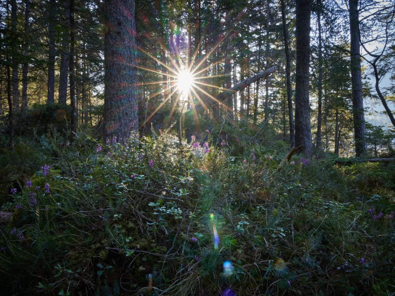 Gemütliche Wohnung in Garmisch-Partenkirchen - Image-tags.info