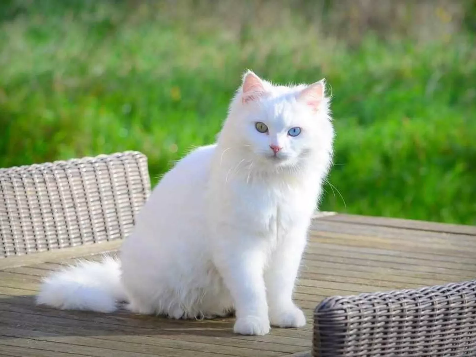 Appartement Meidoorn in Jabbeke - Image-tags.info