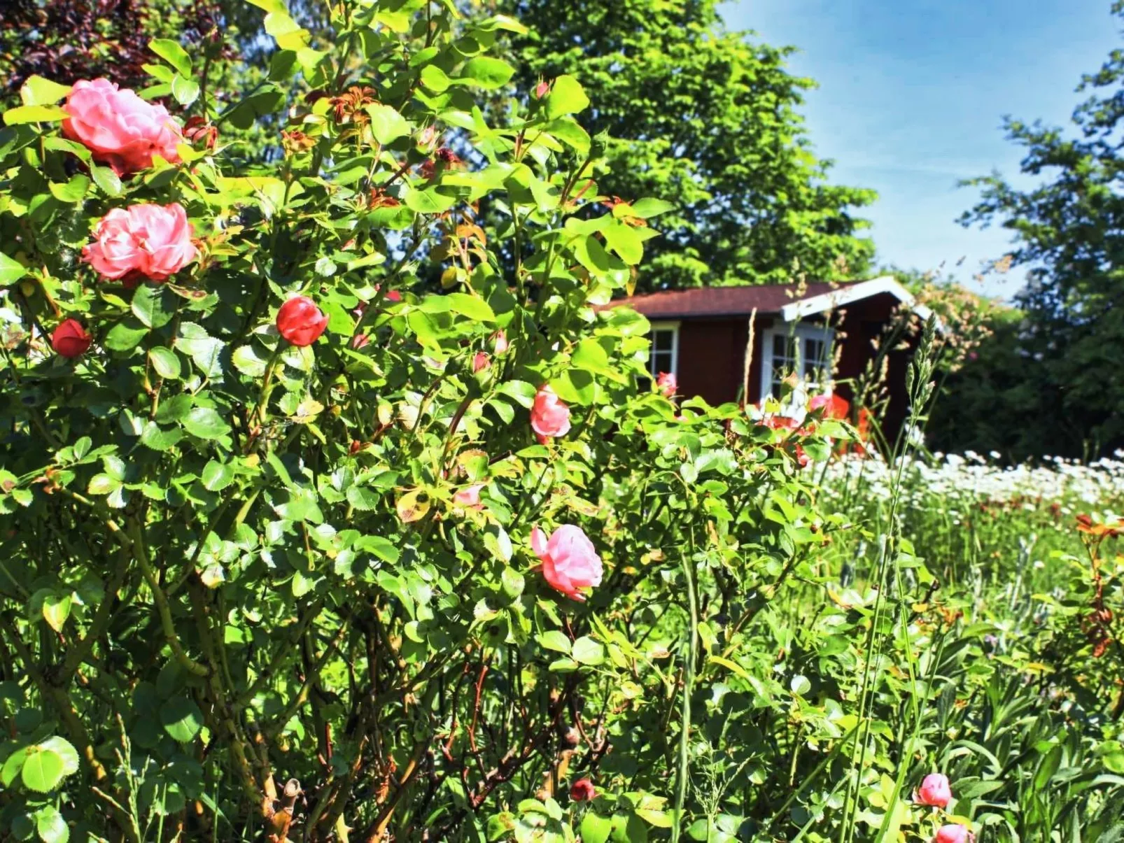 Sandregenpfeifer - Image-tags.info