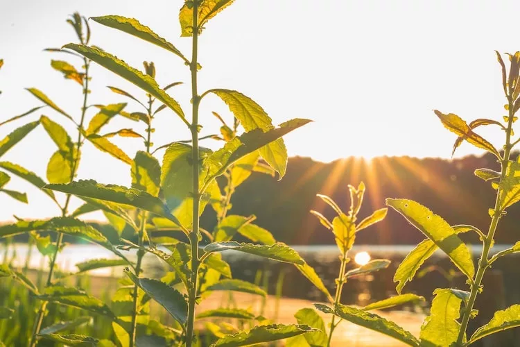 Ferienhaus Strandblick-Gebieden zomer 1km