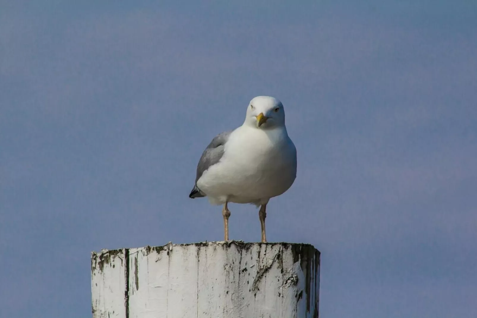 382021-Gebieden zomer 5km
