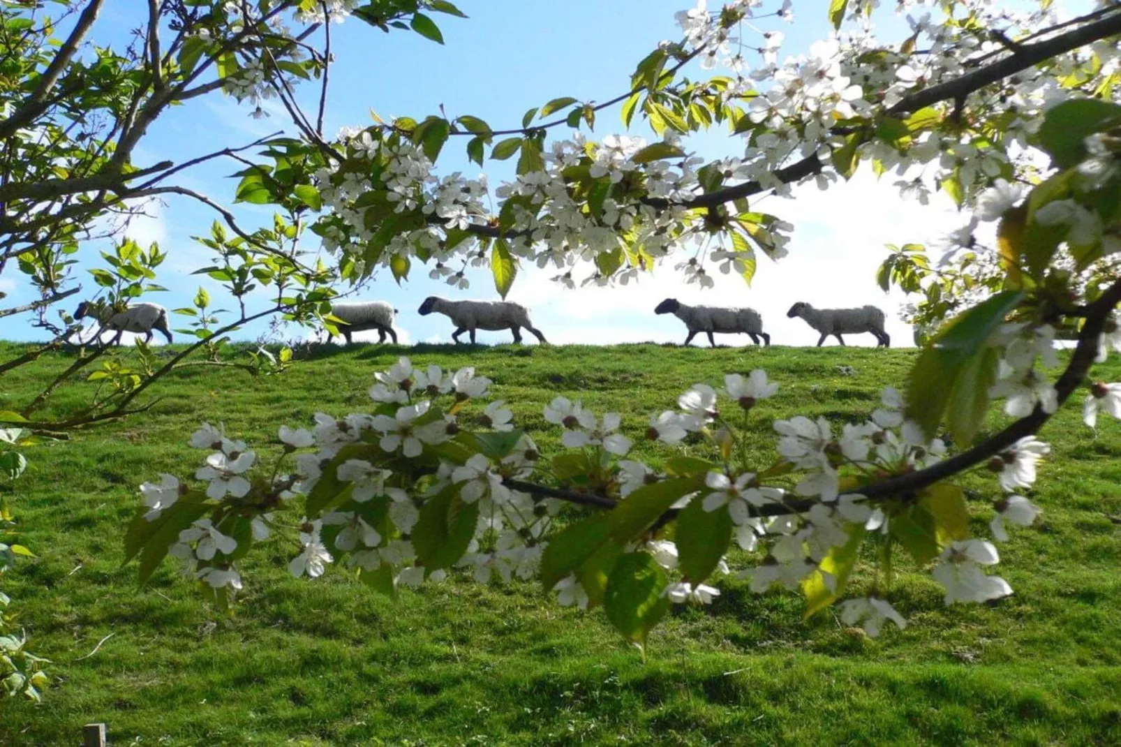 81405-Gebieden zomer 5km