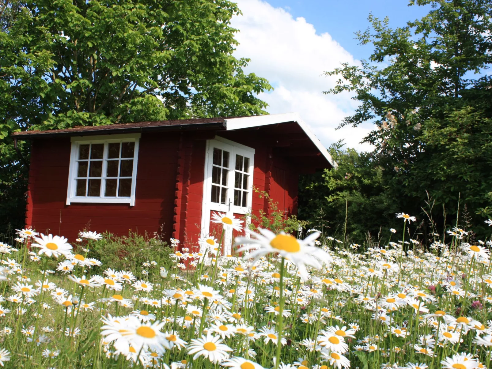 Sandregenpfeifer - Image-tags.info