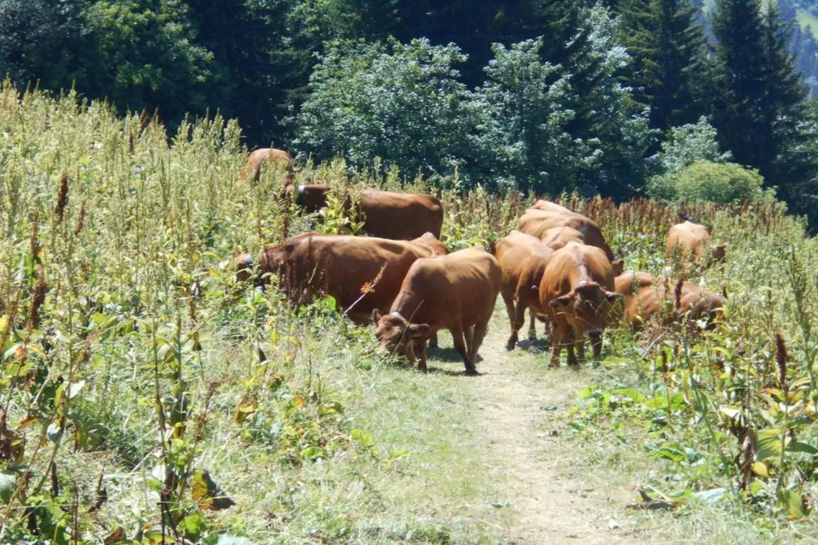 Les Cochettes N°166 - 4P8-Gebieden zomer 20km