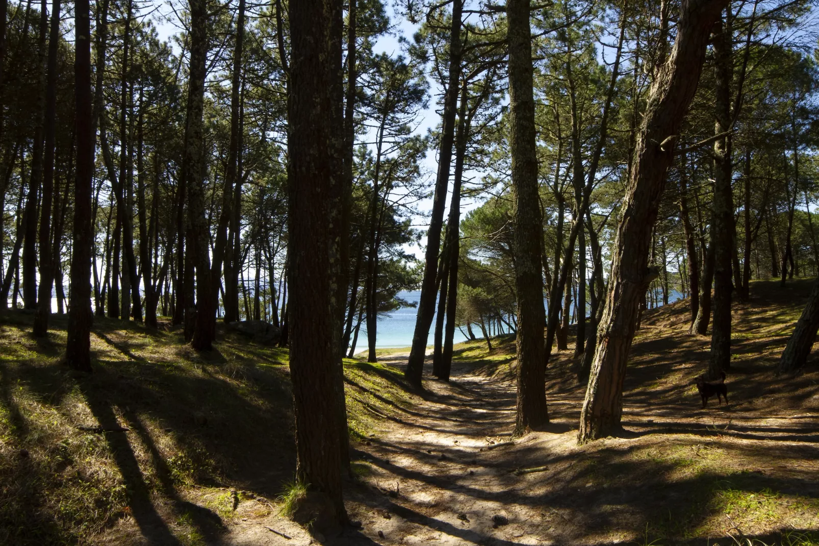 Dupplex I - Gebieden zomer 1km
