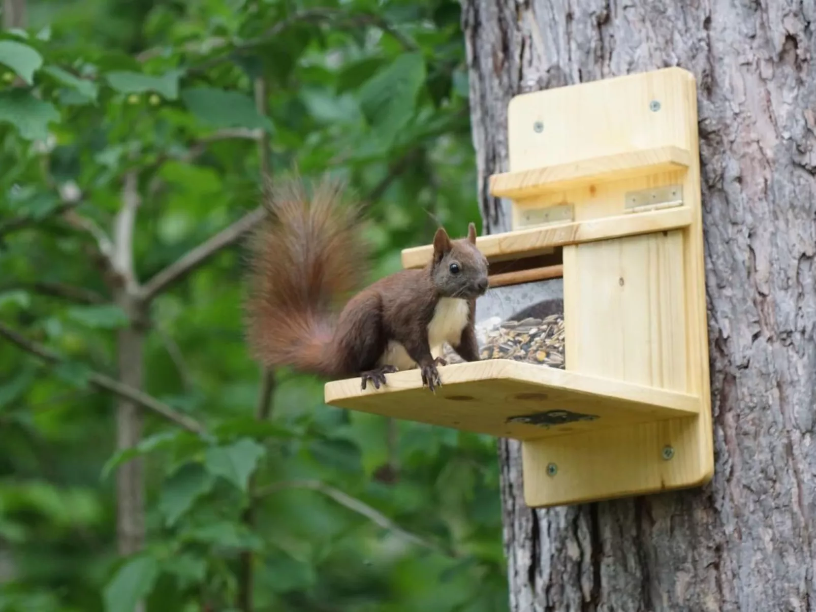 WaldhausEichhörnchen - Image-tags.info