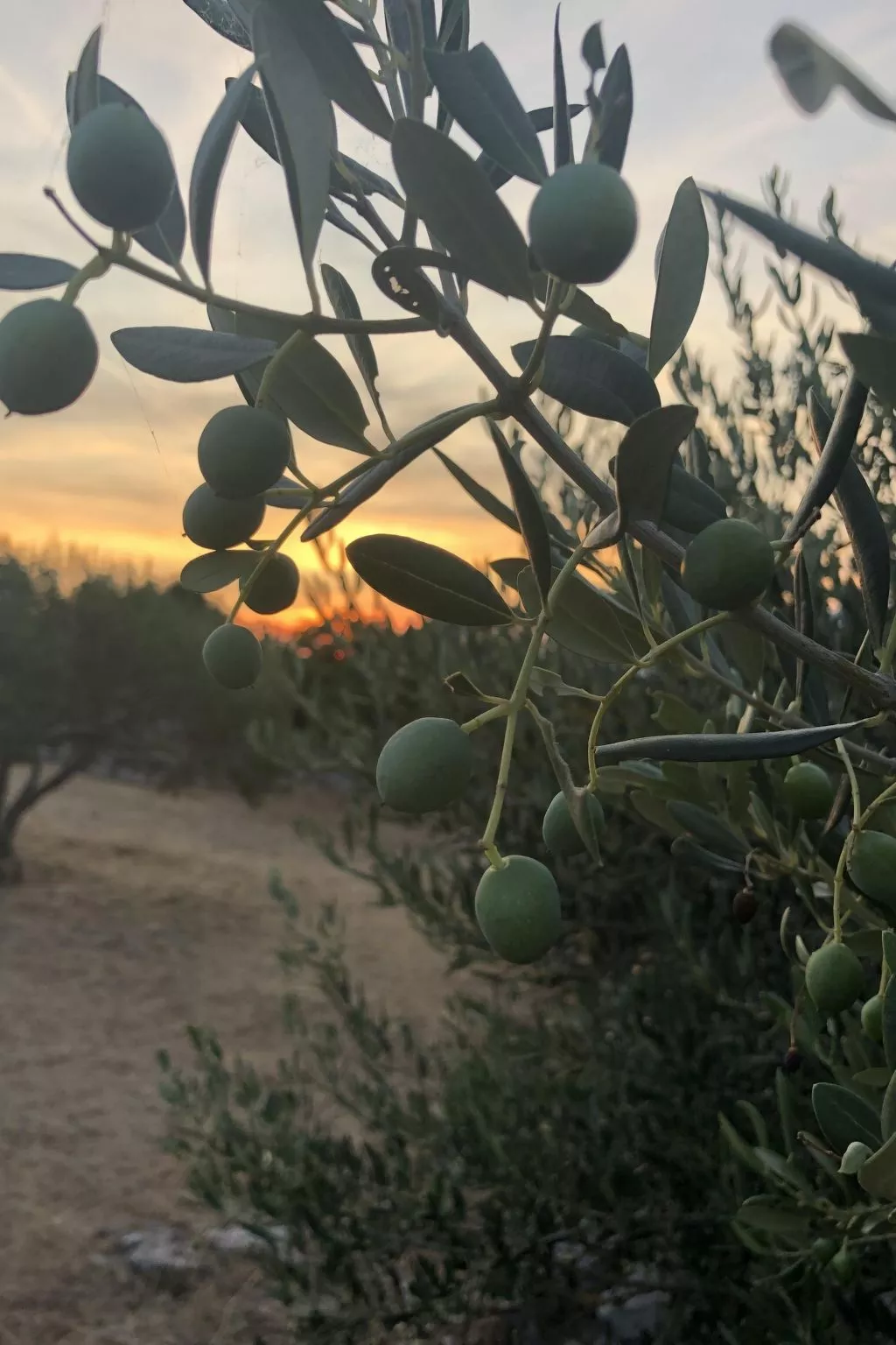 In Pučišća mit Privatem Pool - Image-tags.info