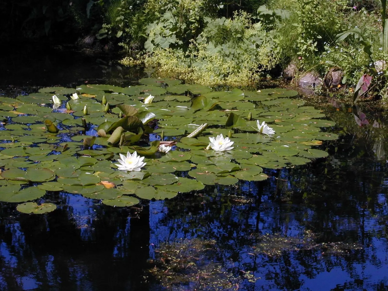Große Ferienwohnung in Bleckede mit Großem Balkon - Image-tags.info