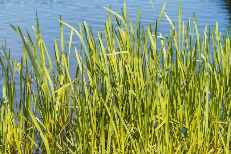 Seewind / 8 Personen-Gebieden zomer 1km