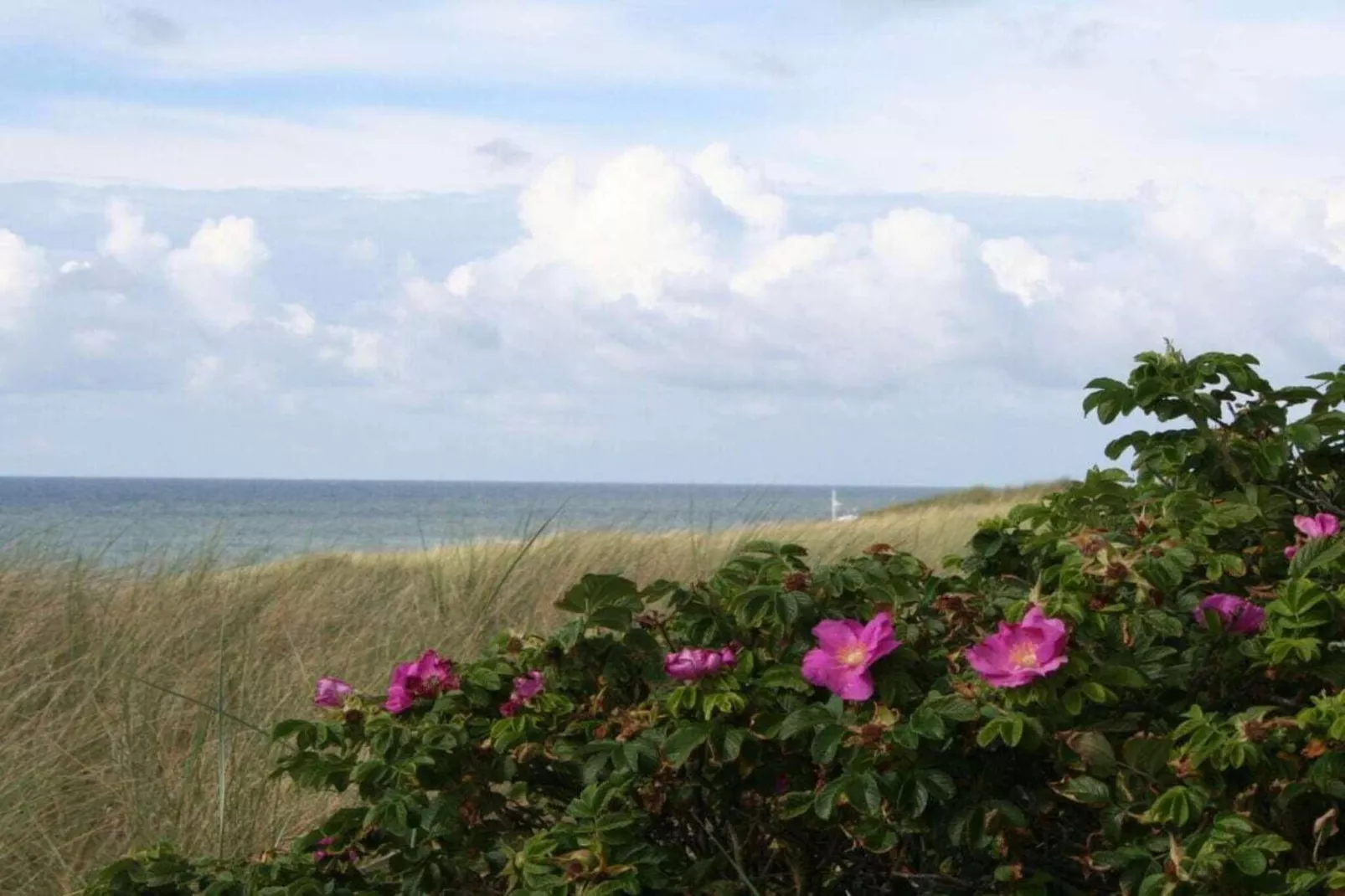 283745-Gebieden zomer 1km