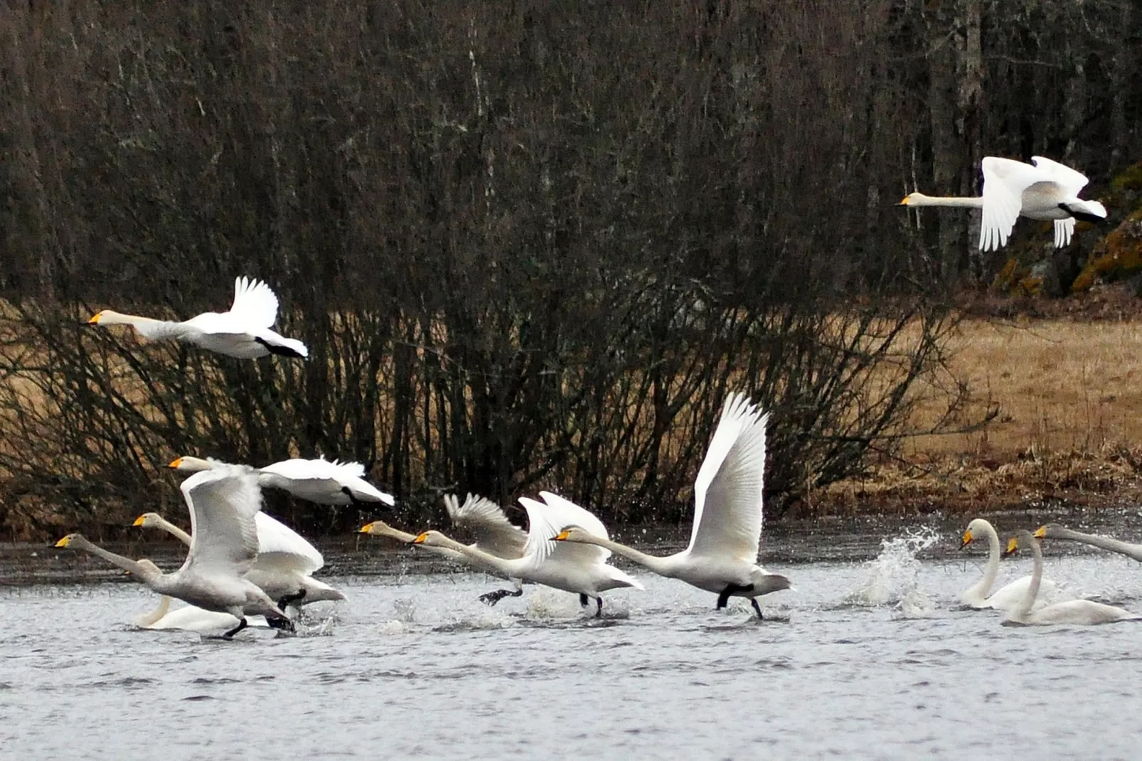 The Farm-Gebieden zomer 5km