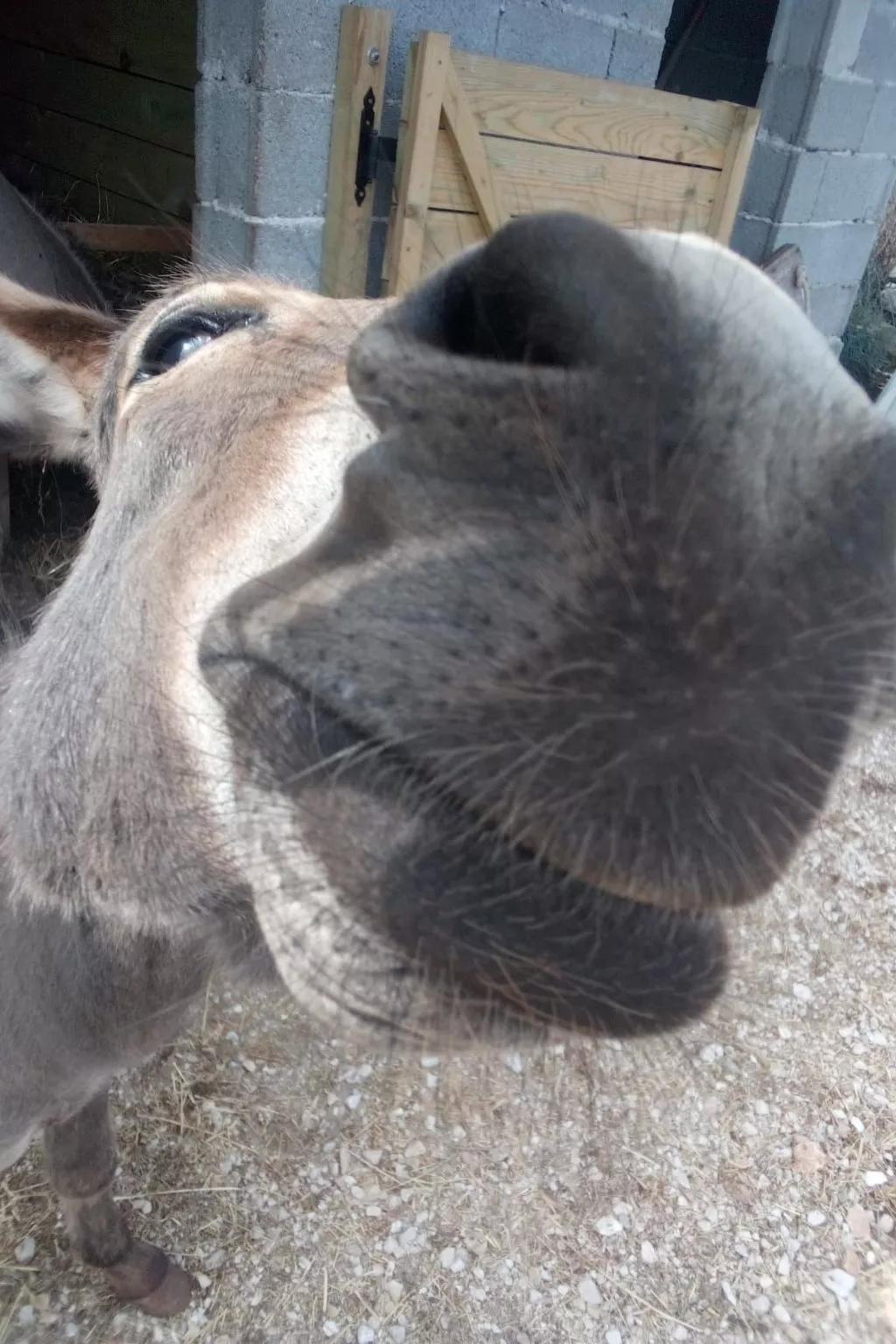 In Pučišća mit Privatem Pool - Image-tags.info